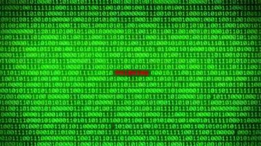 Duvar yeşil ikili kod kimlik avı kelime arasında rastgele ikili veri matris arka plan ortaya