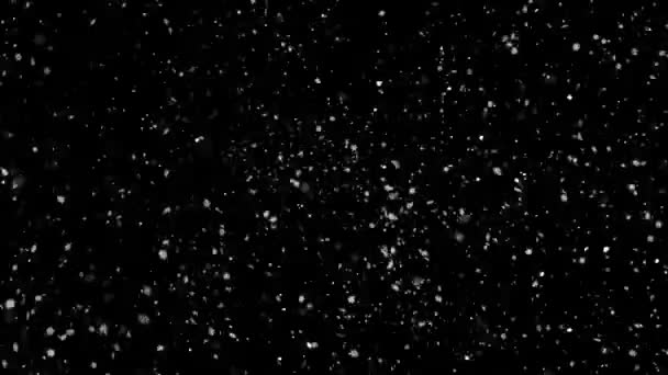 Partículas de polvo orgánico natural flotando sobre fondo negro con bucle . — Vídeo de stock