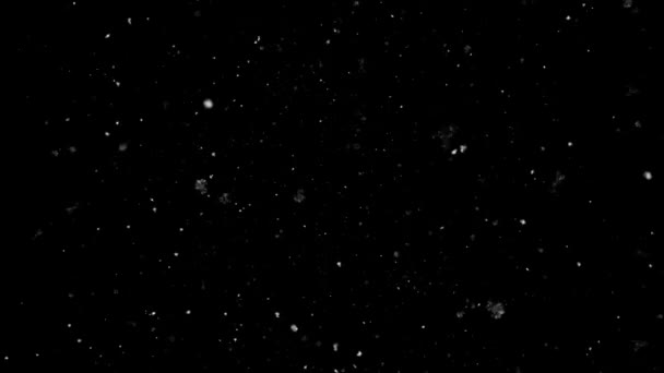 Tomber de vrais flocons de neige, neige épaisse, temps de tempête de neige, prise de vue sur fond noir, mat, grand angle, animation en boucle transparente .