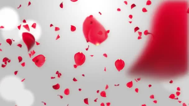 Gescheiden Pink Cherry Blossom Rose Petals Falling Loop Green Screen voor overlays. — Stockvideo