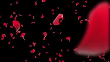 Kırmızı Gül Yaprakları Düşen Yeşil Ekran 4k video.