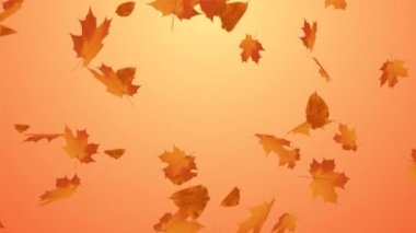 Sonbahar Akçaağaç Yaprağı yaprakları Alfa Kanalı Canlandırması 'na düşüyor.