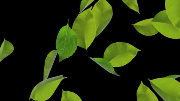 自然背景沼泽森林树春叶薄荷叶写实主义3D阿尔法通道循环动画. — 图库视频影像