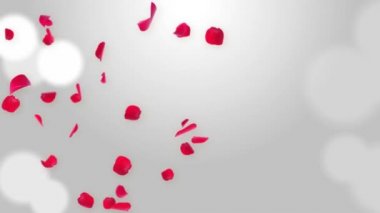 Beyaz döngü arka planına karşı rastgele gül yaprakları. Sunumlar, formlar ve reklamlar için harika..