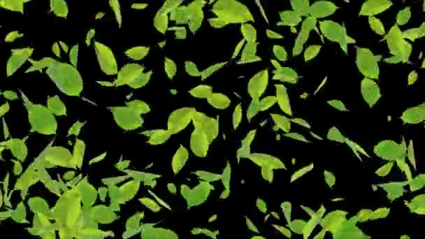 Green Flying leaves leaf CG Realistic 3D Alpha channel loop Animation 4K background. — Stock Video