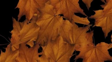 Yaprak rüzgarla canlanır. Sonbahar akçaağaç, yapraklar düşen döngü 4k Alfa kanal animasyonu.