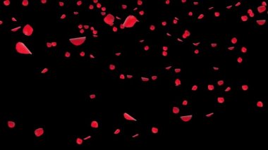 Çiçek yaprakları düşüyor. Döngü arkaplanı Yeşil Ekran Canlandırması.