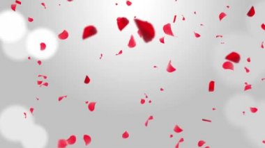 Kırmızı pembe romantik sakura ve kiraz yaprakları. Döngülü 4K hareketi Bahar Çiçeği Grafiği.