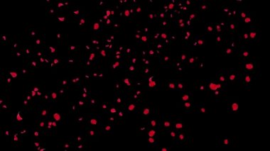 Gül Yaprakları Kırmızı veya Pembe Kiraz Çiçekleri Kar Fırtınası Uçan Döngü Yeşil Ekran.