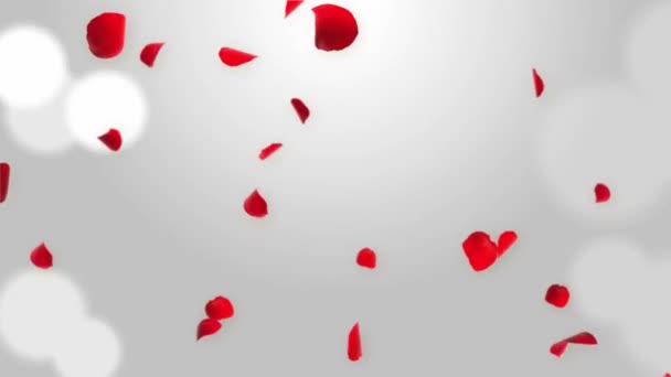 Ювілейна петля фон з падаючими пелюстками червоної троянди 3D зелений екран петлі Анімація . — стокове відео