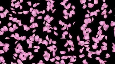 Pembe ilmek arka planında düşen kiraz çiçeği yaprağı, döngülü. Yeşil Ekran