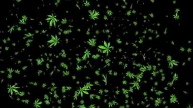 Marihuana Yaprak Döngüsü Arkaplanı. Gerçekçi 3D Alpha kanal döngüsü animasyonu. 3 Boyutlu Esrar