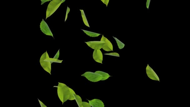Amazing natura zielony liść Spadające rozmyte zieleni tło ogród, światło słoneczne tło pętli — Wideo stockowe