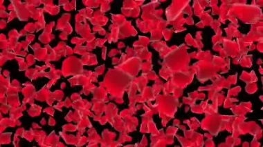 Sakura Pembe Yaprakları dökülüyor. Romantik çiçekler uçan taç yaprakları beyaz döngü arka planı.