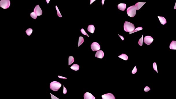 Pink sakura petals Loop Green Screen background. A lot of Falling petals on white background — Stock Video