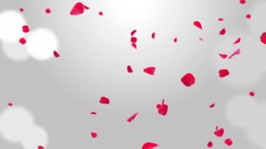 Sakura ya da kiraz çiçeğinin pembe romantik yaprakları. Döngülü 4K hareket bahar çiçeği grafik yeşil ekran.