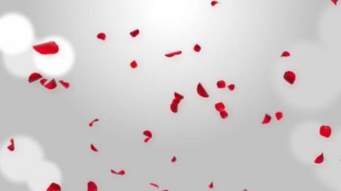 Beyaz Romantik Döngü Yeşil Ekran 'da Taze Gül yaprakları havada süzülüyor.