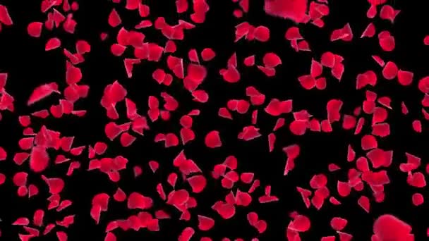 Sakura Pink Pétalos rojos cayendo. Flores románticas Pétalos voladores fondo lazo blanco. — Vídeos de Stock