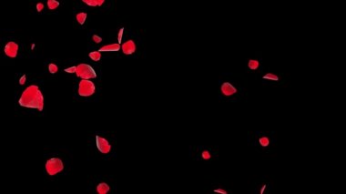 Pembe sakura yaprakları Yeşil Ekran arkaplanı. Beyaz arka planda bir sürü düşen taç yaprakları