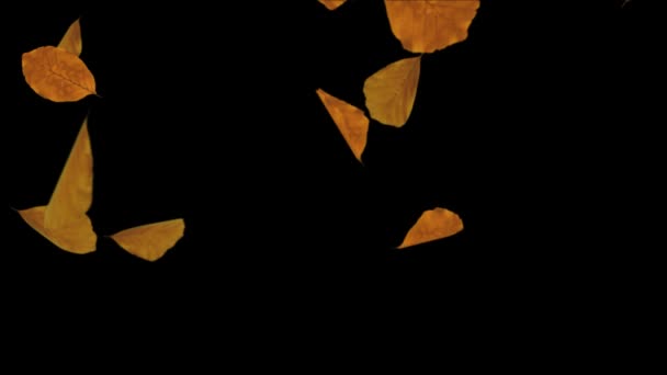 Abstract Herfst esdoorn bladeren vallen 4K Animatie Loop achtergrond Alpha kanaal. — Stockvideo
