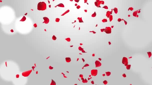 Вишневий квітка пелюстки троянд реалістичні пелюстки падаючі петлі анімація зелений екран . — стокове відео