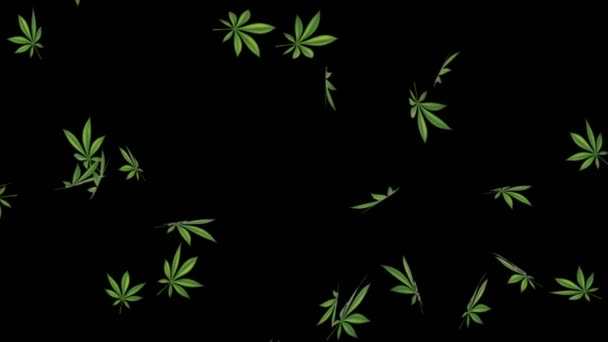 Hojas de marihuana Caída, hojas de cannabis Verde sobre un fondo oscuro, hermoso fondo. Canal alfa. — Vídeos de Stock