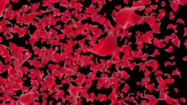 Gerçekçi Soyut Gül Düşen Hareket Döngüsü Yeşil Ekran.