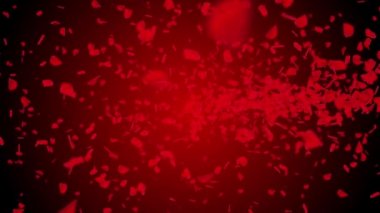Sakura Pembe Yaprakları dökülüyor. Romantik çiçekler uçan taç yaprakları beyaz döngü arka planı.