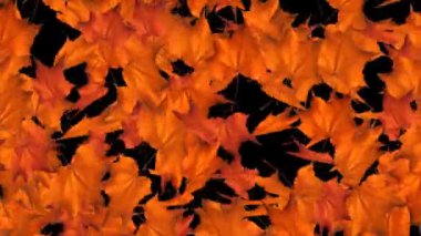 Soyut sonbahar arkaplanı, düşen akçaağaç yaprağı ve kuru yaprak 3D Alfa kanal animasyonu.