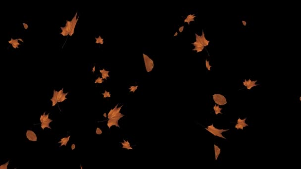 秋天落叶现实3D阿尔法通道循环动画.黄金枫树和橡树叶. — 图库视频影像