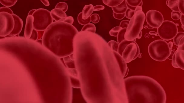 Animación de lazo de flujo de glóbulos rojos Canal alfa — Vídeo de stock