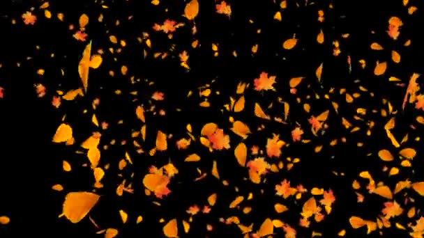 Amarelo Bordo Folhas de outono Caindo ao solo Poeira Vento Tempestade Vento folha Loop fundo Alfa — Vídeo de Stock