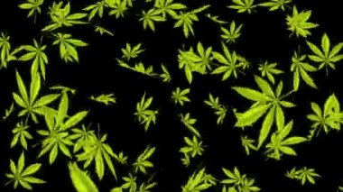 Soyut kenevir yaprakları düşüyor Güzel kompozisyon 3D Alpha kanal animasyonu