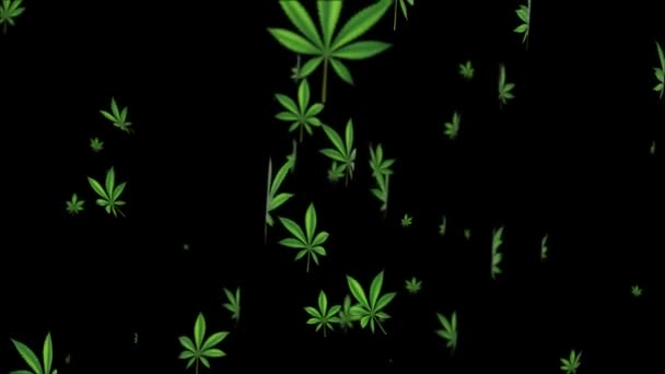 Animation de motion design en boucle abstraite 4k. Les feuilles de cannabis se tortillent sur le fond du canal Alpha vert. — Video