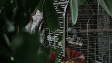 büyük bir kafes içinde gri papağan