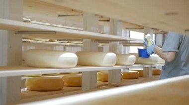 İşçi sadece yapılmış peynir baharat için hazırlanıyor. Peynir fabrikası.