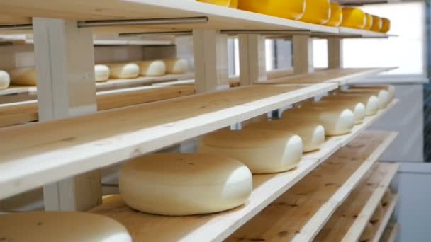 Vista para as rodas de queijo de parmesão amadurecendo nas prateleiras da fábrica de queijo — Vídeo de Stock