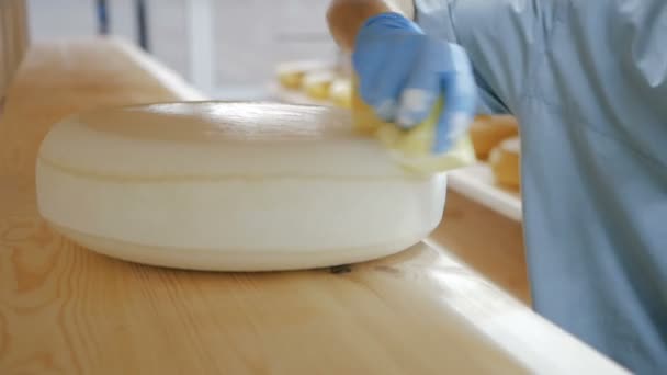 Worker is preparing just made cheeses for seasoning. Cheese factory. close-up — Stock Video