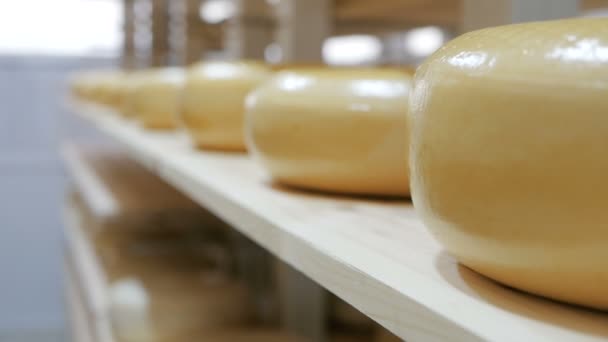 Un trozo de queso en los estantes de la bodega de la fábrica de quesos — Vídeos de Stock