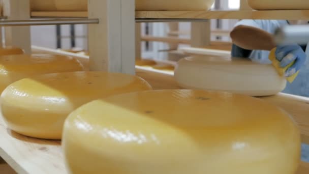 O trabalhador está a preparar queijos acabados de fazer para tempero. Fábrica de queijo. close-up — Vídeo de Stock