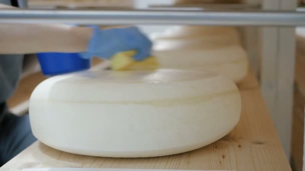 Travailleur prépare juste des fromages faits pour l'assaisonnement. Une fromagerie. gros plan — Video