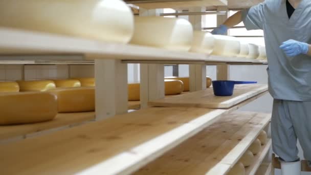Worker is preparing just made cheeses for seasoning. Cheese factory. — Stock Video