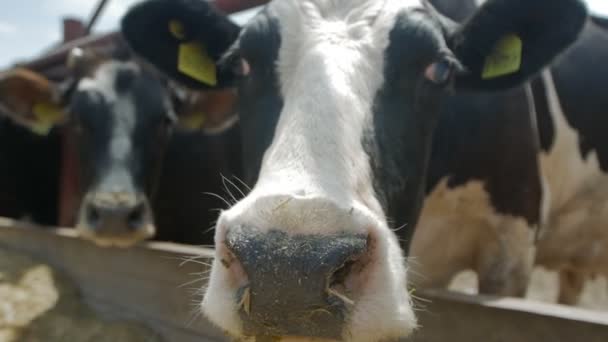 Retratos de muchas vacas en la granja de animales, de cerca — Vídeo de stock