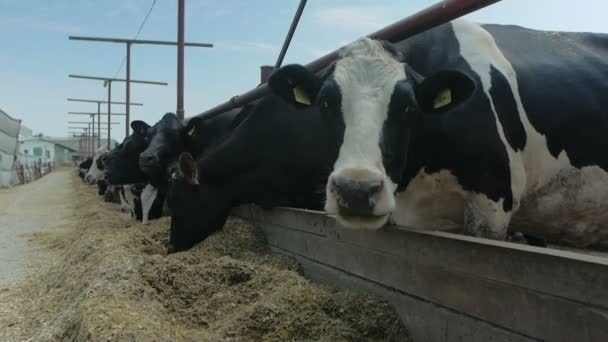 Retratos muitas vacas comendo na fazenda animal — Vídeo de Stock