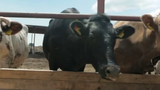 Портреты многих коров на животноводстве — стоковое видео