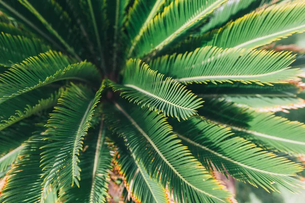Зелений лист тропічної лісової рослини для природи візерунок і фон — стокове фото