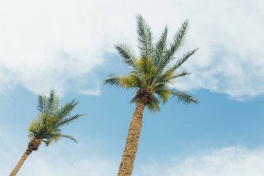 Güzel günbatımı arka planında palmiye ağaçları