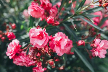 Arka plan veya duvar kağıdı olarak kullanan çiçeklerin doğal mevsimsel manzara
