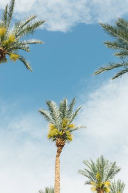 Güzel günbatımı arka planında palmiye ağaçları