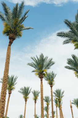 Hindistan cevizi palmiyeleri, güzel tropikal arka plan.